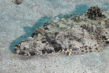 Fish of the Red Sea. Crocodilefish