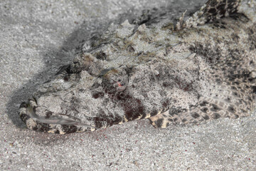 Fish of the Red Sea. Crocodilefish