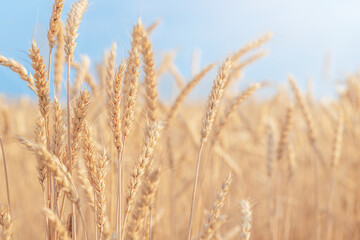 Fototapeta premium Nature background - the field of ripe wheat against the blue sky 