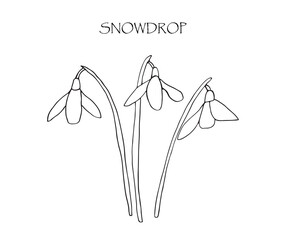 Vector illustration with linear drawing of snowdrop.
