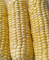 Ears of ripe yellow corn close-up shows all the grains