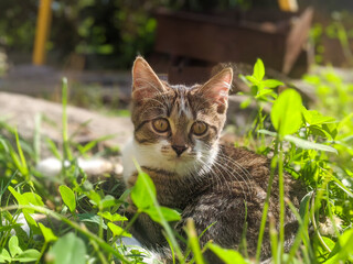 Naklejka na ściany i meble Young cat in green grass. Gray cat, portrait