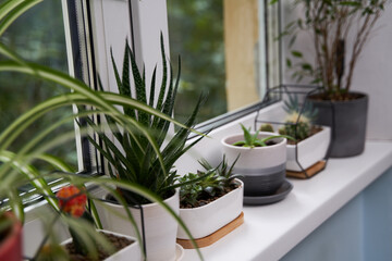 Home green plants on the window sill