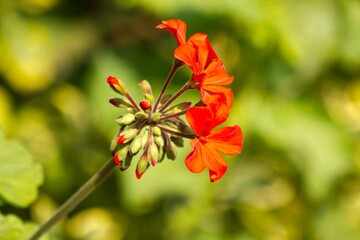 red and yellow flower