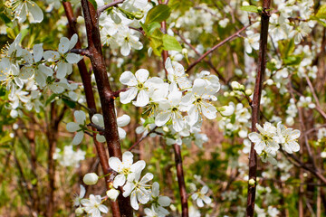 A blooming branch of apple tree in spring sunny day