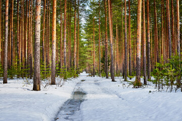 Trunks in a pine forest in winter day. Nature ladscape - obrazy, fototapety, plakaty
