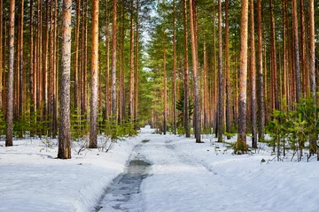  Trunks in a pine forest in winter day. Nature ladscape © keleny