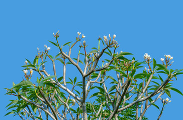 Frangipani is a deciduous shrub or small tree in the Apocynaceae family.