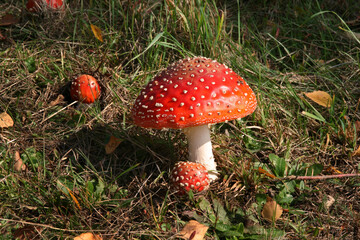 Fliegenpilz