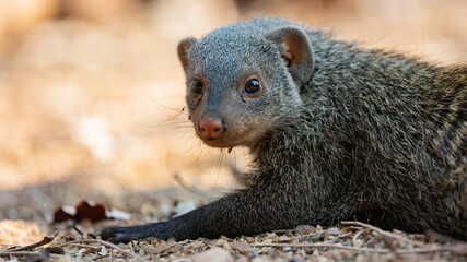 portrait of a banded mongoose