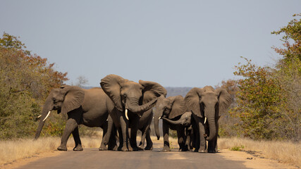 a breeding herd of african elephants