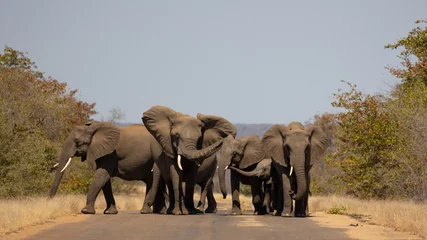 Foto op Canvas a breeding herd of african elephants © Jurgens