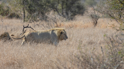the white lion of Kruger national park
