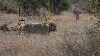 the white lion of Kruger national park