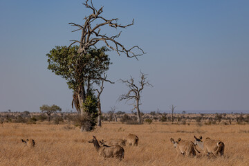 Naklejka na ściany i meble herd of kudu in the open savanna