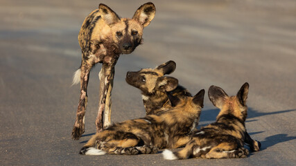 African wild dogs - adult and puppies