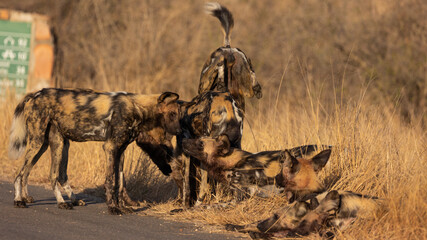 African wild do doing a handstand © Jurgens