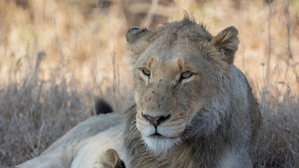 sub-adult male lion in the wild