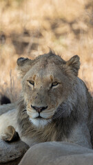 Fototapeta premium sub-adult male lion in the wild