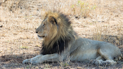 mature male lion in the wild