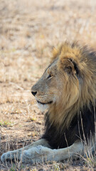 mature male lion in the wild