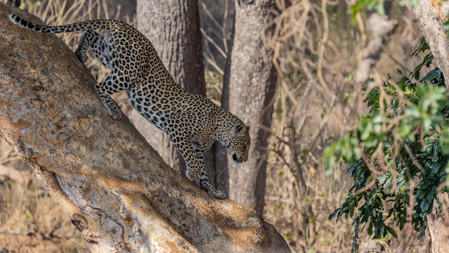 Leopard Climbing Down A Tree