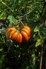 Pomodor0