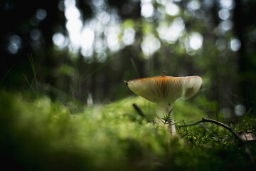 Mushroom from low angle