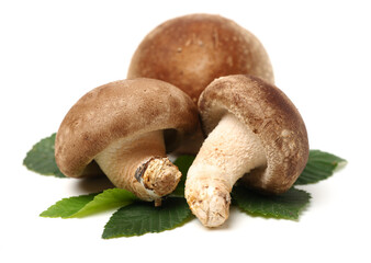 Shiitake mushroom on the White background 