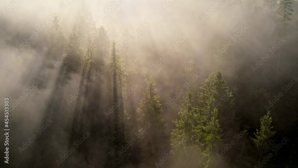 Poster summer foggy forest. mist, sunrays and green trees. magical sunlight in the forest between branches 