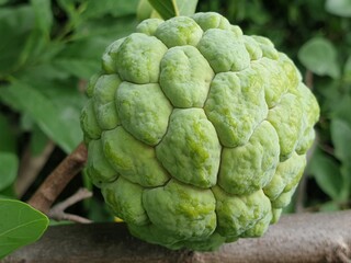 fresh custard apple on the tree