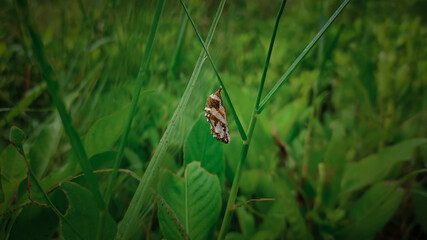 Cocoon on a green grass