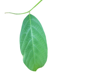 Fresh twig with green leaf with clipping paths.