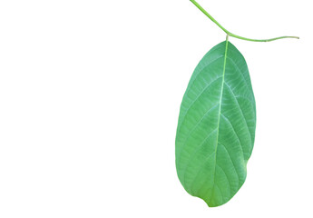 Fresh twig with green leaf with clipping paths.