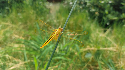 Yellow dragonfly on green stick
