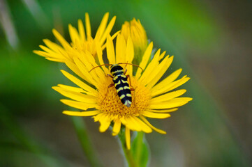 bee on yellow flower
