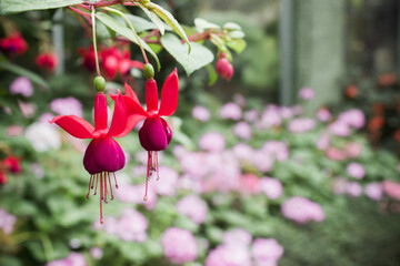 Red flowers with green leaves in nature light.