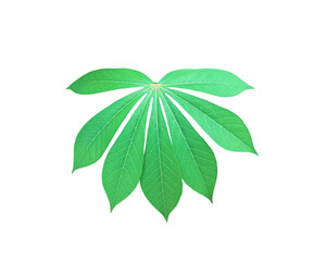 Isolated cassava or tapioca leaf with clipping paths.