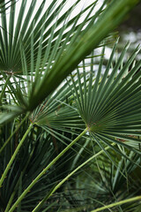 Obraz na płótnie Canvas nature poster. leaves of palm tree