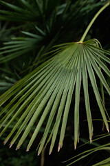nature poster. leaves of palm tree - 454516329