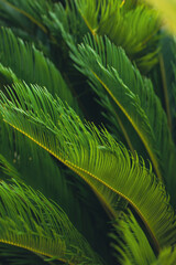 nature poster. leaves of palm tree - 454516349