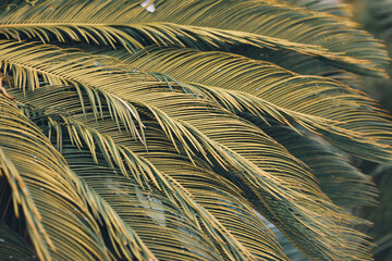 nature poster. leaves of palm tree. - 454516374
