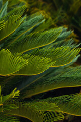 nature poster. leaves of palm tree. - 454516395
