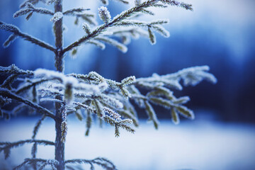 The branches of a young spruce with green needles are covered with frost and snow on a frosty winter January day. Christmas.