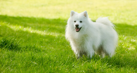 adorable white dog japanese spitz puppy on natural background