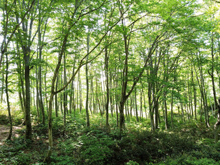 	まばゆい太陽の光があふれる新緑の森　天然ブナ林