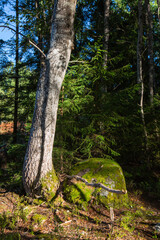 Tyresta National Park. Tree in the sun. Autumn background. Scandinavian forest. 