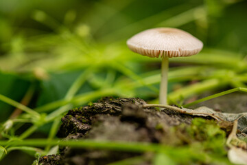 mushroom in the forest, close up photo
