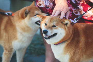 Naklejka na ściany i meble Shiba inu Japanese dog, beautiful portrait of two red grown up adult siba inu dog puppy portrait, two dogs playing and sniffing each other