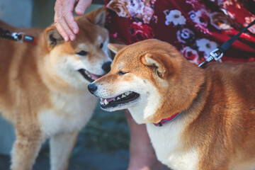 Shiba inu Japanese dog, beautiful portrait of two red grown up adult siba inu dog puppy portrait, two dogs playing and sniffing each other